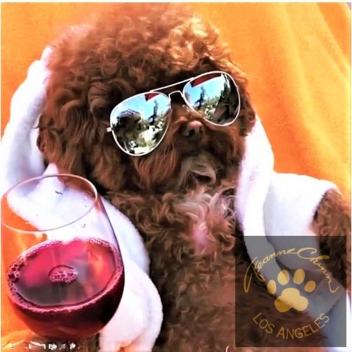 Aviator Dog Glasses
